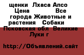 щенки  Лхаса Апсо › Цена ­ 20 000 - Все города Животные и растения » Собаки   . Псковская обл.,Великие Луки г.